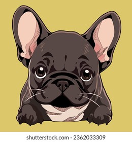 adorable French bulldog puppy in chocolate color