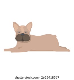 Adorable french bulldog relaxing with its legs outstretched