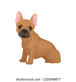 Adorable french bulldog sitting isolated on white background. Dog with big shiny eyes and smooth brown coat. Flat vector design