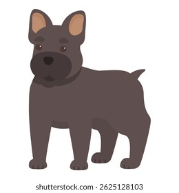 Adorable french bulldog standing with a curious expression