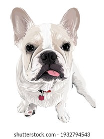 Adorable funny french bulldog puppy vector art