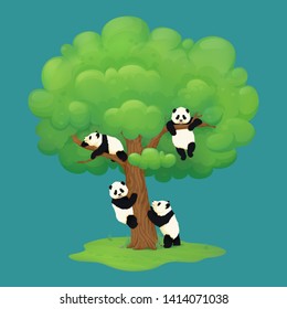 Adorable giant panda cubs climbing a tree, hanging from the branch, resting on a bough and standing on hind legs near the trunk. Black and white chinese bears. Rare, vulnerable species.