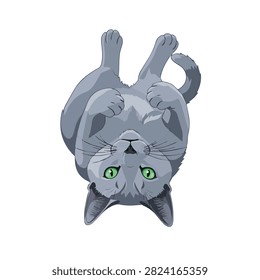 Adorable Grey Cat Illustration Lying Upside Down on Its Back with Green Eyes Isolated on White