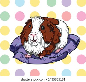 Adorable guinea pig on blanket with polka dot on the background