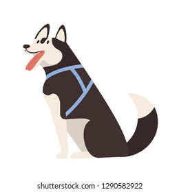 Adorable Husky. Sitting cute adorable purebred sled dog or puppy wearing harness isolated on white background. Funny domestic animal or pet. Colorful vector illustration in flat cartoon style.