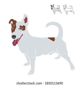 Adorable Jack russell terrier dog isolated on white background. vector illustration.