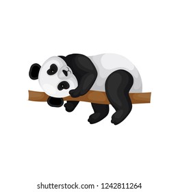 Adorable little panda lying on brown branch. Tropical animal. Black and white bamboo bear. Flat vector icon