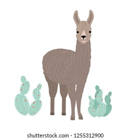 Adorable llama or cria isolated on white background. Portrait of wild South American animal standing beside cactuses. Andean domestic livestock. Colorful vector illustration in flat cartoon style.