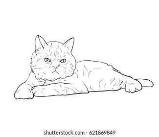 Adorable lying persian cat isolated on white background,vector illustration