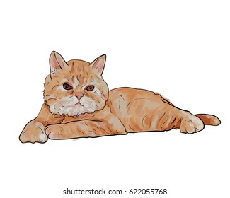 Adorable lying persian cat isolated on white background,vector illustration