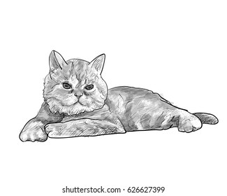 Adorable lying persian cat isolated on white background,vector illustration