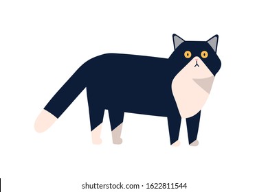 Adorable mammal domestic animal vector flat illustration. Cute black and white cat standing isolated on white background. Colored cartoon pet walking