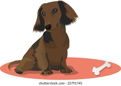 adorable miniature dachshund