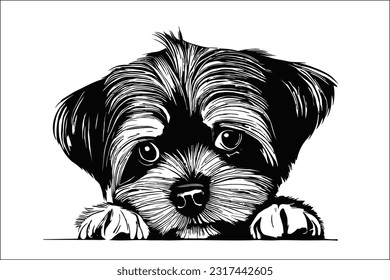 Adorable Morkie dog peeking with curiosity. High-quality EPS file perfect for creative projects. Instantly captivating, this cute and playful design is ideal for commercial use