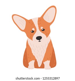 Adorable Pembroke welsh corgi. Small cute lovely dog or puppy of herding breed isolated on white background. Funny purebred pet animal. Bright colored vector illustration in flat cartoon style.