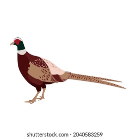 Adorable pheasant isolated on white background. Farm poultry. Vector illustration of domestic birds in a flat style.