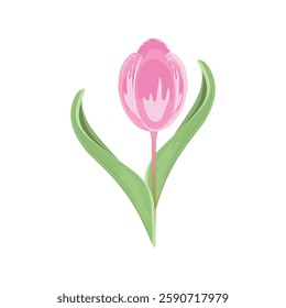 Adorable pink tulip flower with green leaves, bright and cheerful spring bloom