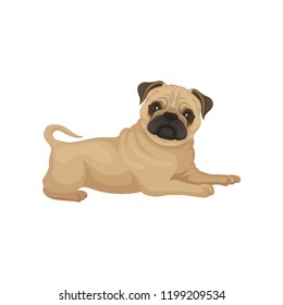 Adorable pug puppy with shiny eyes lying isolated on white background. Small dog with wrinkled muzzle. Flat vector design