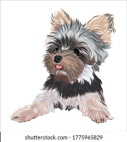 Adorable puppy Yorkshire terrier dog