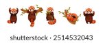 Adorable Red Panda as Small Fluffy Mammal with Dense Reddish-brown Fur and Ringed Tail in Different Pose Vector Set