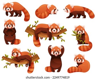Adorable Red Panda as Small Fluffy Mammal with Dense Reddish-brown Fur and Ringed Tail in Different Pose Vector Set svg