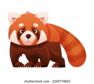 Panda roja adorable como pequeño mamífero esponjoso con pieles rojizos densos de color marrón rojizo y vectores de cola anilada Ilustración