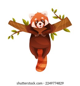 Panda roja adorable como pequeño mamífero esponjoso con pieles rojizos densos y cola anilada colgando en el vector de rama del árbol Ilustración