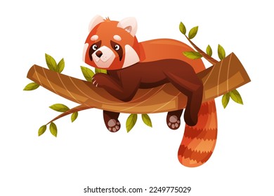 Panda roja adorable como pequeño mamífero esponjoso con pieles rojizos densos y cola anilada en la rama del árbol Ilustración