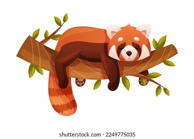 Panda roja adorable como pequeño mamífero esponjoso con pieles rojizos densos y cola anilada en la rama del árbol Ilustración