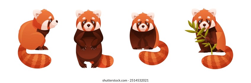 Adorável Red Panda como pequeno mamífero fofo com pele castanho-avermelhada densa e cauda anelada em conjunto vetor de postura diferente