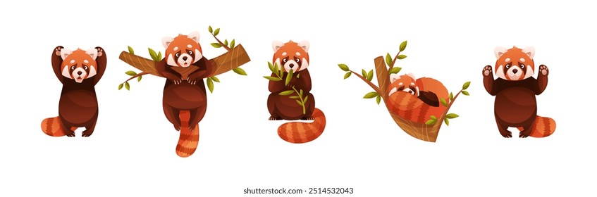 Adorable Red Panda as Small Fluffy Mammal with Dense Reddish-brown Fur and Ringed Tail in Different Pose Vector Set