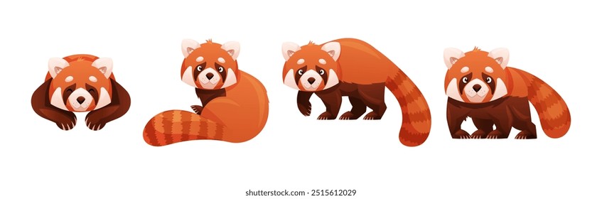 Adorable Red Panda as Small Fluffy Mammal with Dense Reddish-brown Fur and Ringed Tail in Different Pose Vector Set