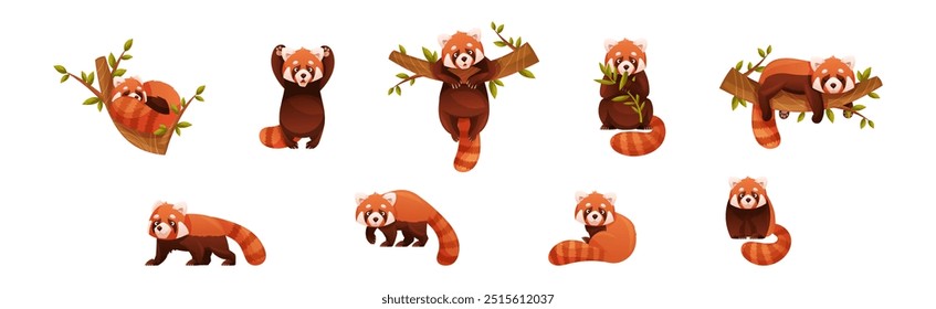 Adorable Red Panda as Small Fluffy Mammal with Dense Reddish-brown Fur and Ringed Tail in Different Pose Vector Set