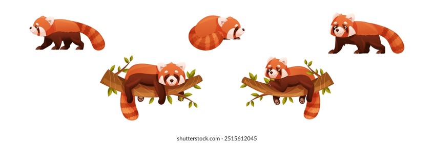 Adorável Red Panda como pequeno mamífero fofo com pele castanho-avermelhada densa e cauda anelada em conjunto vetor de postura diferente