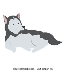 Adorable siberian husky dog with grey and white fur lying and resting on the floor