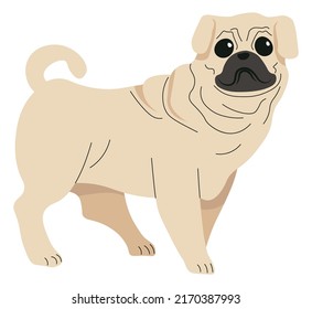 Adorable small puppy or grown dog, isolated portrait of canine animal. Pure breed of pug with wrinkles on muzzle, short furry coat and legs. Domestic pet and loyal friend. Vector in flat style