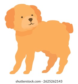 Adorable toy poodle dog is standing alertly, showcasing its fluffy fur and charming presence