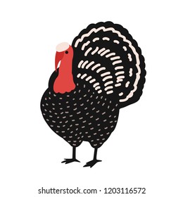 Adorable turkey isolated on white background. Amusing farm poultry, domestic or barnyard bird, wild fowl, Thanksgiving symbol, mascot. Childish colorful vector illustration in flat cartoon style.