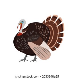 Adorable turkey isolated on a white background. Farm poultry. Vector illustration in a flat style.