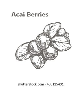 Adorable and unique hand drawn logo or card of acai berries. Vector illustration. Healthy food, superfood. Logotype, poster, banner, background, element, icon, package. 100% natural organic superfood.