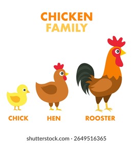Adorável ilustração vetorial de uma família de galinhas: galinha, galinha e galo. Excelente para conteúdo educacional, designs com temas agrícolas e materiais de aprendizagem para crianças.
