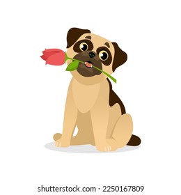 Adorable vector illustration of a cute pug dog holding a rose as a present. Funny and happy puppy character holding a flower isolated on white background for a Valentine's Day or a birthday card.
