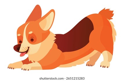 Adorable welsh corgi dog, known for its short legs and playful nature, is stretching its body, showing its tongue, and getting ready for playtime
