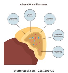 Adrenal cortex hormones. Human endocrine system gland on the top of kidneys produce a variety of hormones including adrenaline and the steroids aldosterone and cortisol. Flat vector illustration