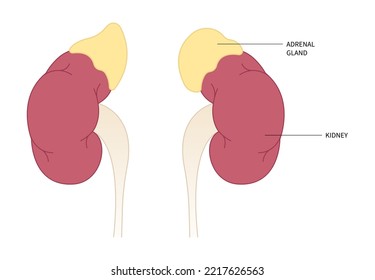 anatomía de la glándula suprarrenal en la parte superior del riñón en