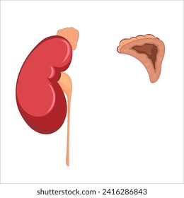 Adrenal gland anatomy with kidney