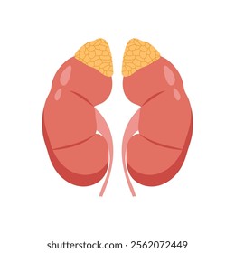 Adrenal Gland, Human Body Part Illustration