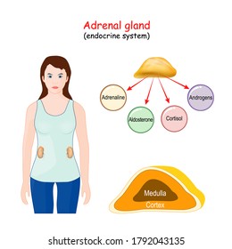 Adrenal Gland. Human Endocrine System. Structure, Location, And Function Of The Suprarenal Glands. Woman With Highlight Of The Adrenal Gland