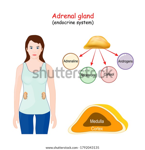 Adrenal gland. Human endocrine system. Structure,\
Location, and function of the suprarenal glands. Woman with\
highlight of the Adrenal\
gland