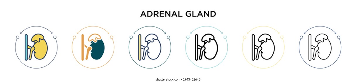 Adrenal gland icon in filled, thin line, outline and stroke style. Vector illustration of two colored and black adrenal gland vector icons designs can be used for mobile, ui, web